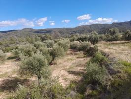 OCASION FINCA RUSTICA `LANTADA DE OLIVOS EN LA TORRE DE L´ESPANYOL photo 0