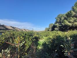 Terreno rustico de limoneros photo 0