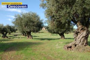 VENTA FINCA OLIVAR photo 0