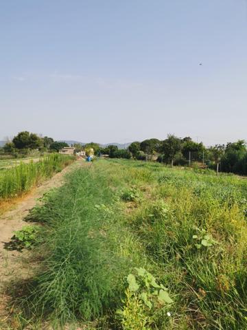 agrícola , para cultivar tus propias verduras y frutas, gava photo 0