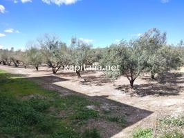 TERRENO CON OLIVOS A LA VENTA EN ONTINYENT, UBICADA EN LA SENDA 5 GERMANS photo 0