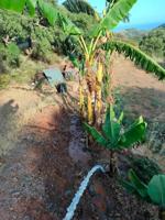 ESPECTACULAR TERRENO EN ESTEPONA CON POZO Y ALJIBE photo 0