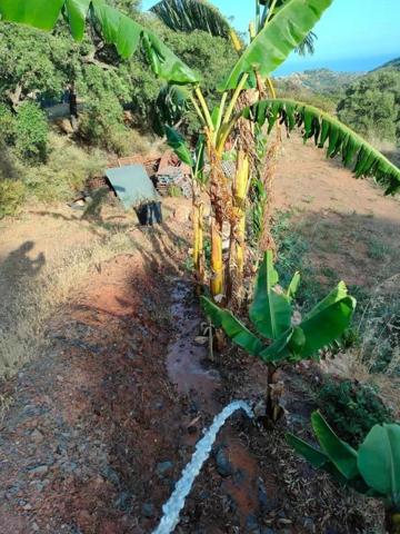 ESPECTACULAR TERRENO EN ESTEPONA CON POZO Y ALJIBE photo 0