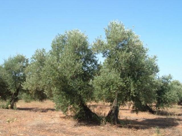 Finca rústica de 20 jornales con olivares en plena producción. photo 0