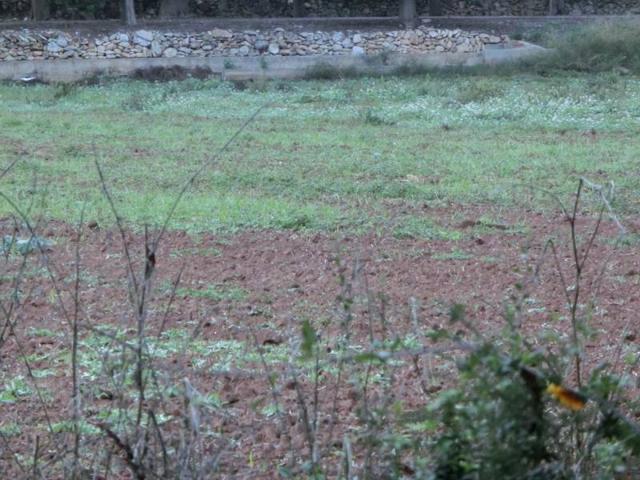 Finca rústica de 4.000 m2, zona agraria, de regadio. cerca de la población photo 0