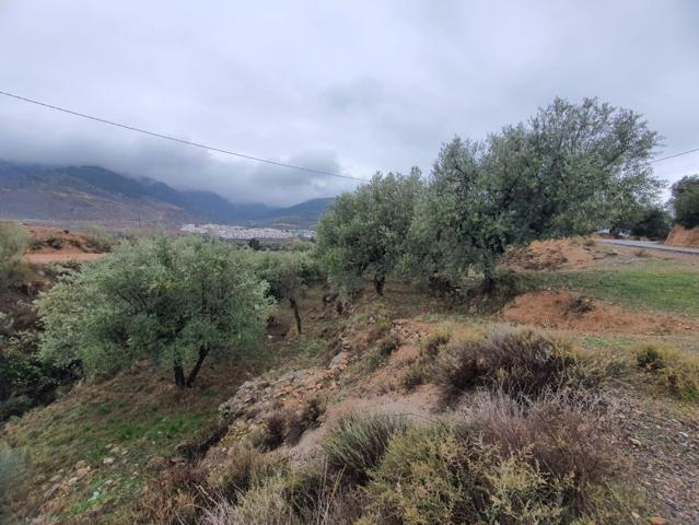 FINCA RUSTICA EN BENECID DE OLIVOS photo 0