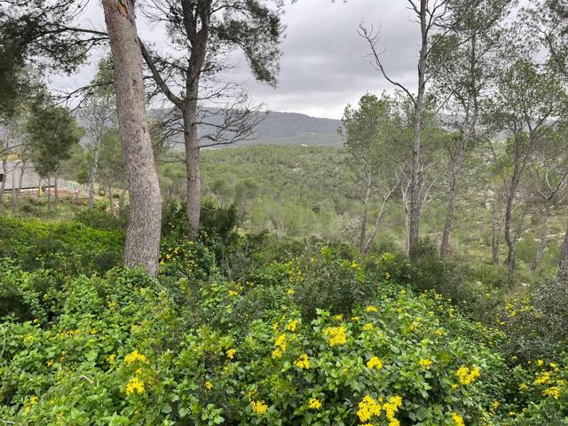 Terreno urbano en venta en Canyelles, Vora Sitges photo 0