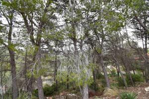 PARCELA EN CAN PERE LA PLANA photo 0