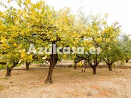 Finca rústica con arboles frutales y varias casas photo 0