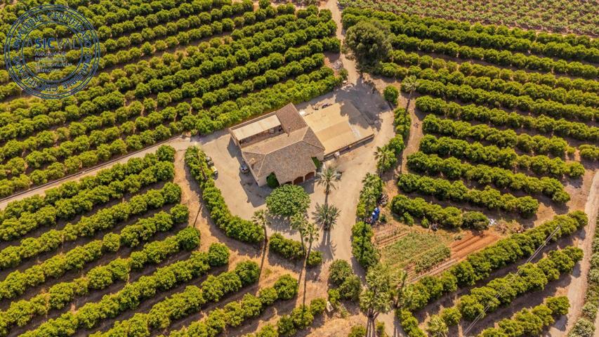 Villa rústica con campos de naranjas y caquis photo 0