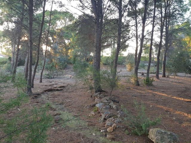 ¡Gran Oportunidad en Naquera! Terreno de 4.079 m² photo 0