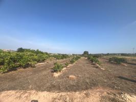 PARCELA CULTIVADA CON ARBOLES FRUTALES - NARANJOS photo 0
