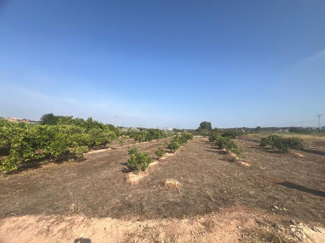 PARCELA CULTIVADA CON ARBOLES FRUTALES - NARANJOS photo 0
