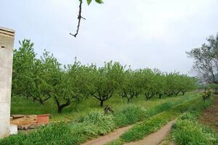 FINCA RUSTICA EN ZONA DE REGADIO, PLANTADA DE ALMENDROS photo 0