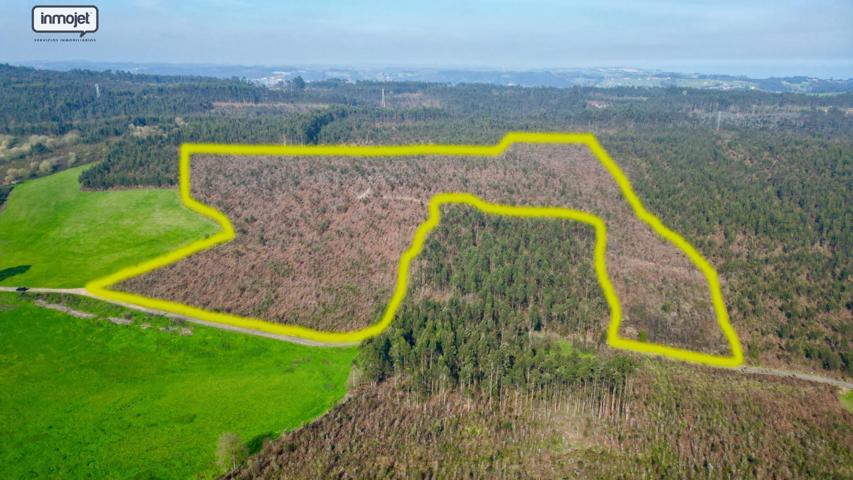 Alta rentabilidad - Monte de eucaliptos a la venta en Gijón photo 0