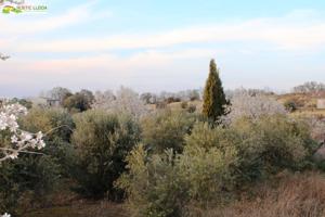 ALMACÉN (DE UNOS 96 M2) CON FINCA DE REGADIO (DE UNOS 11.000 M2). photo 0