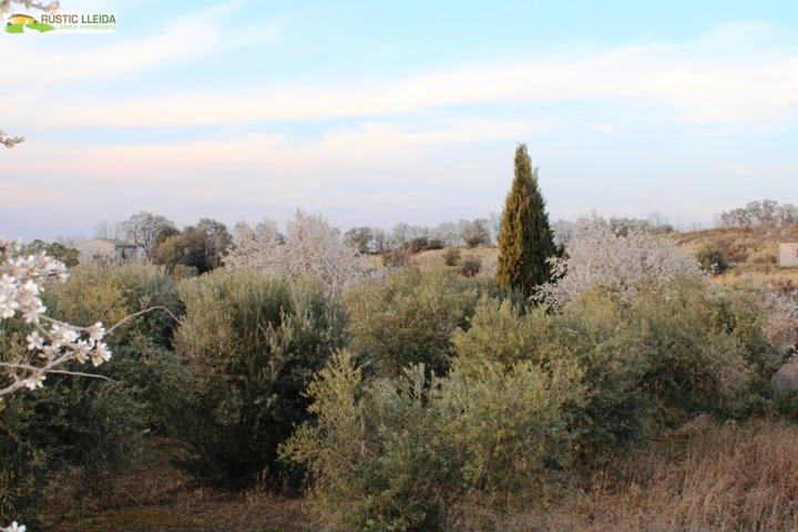 ALMACÉN (DE UNOS 96 M2) CON FINCA DE REGADIO (DE UNOS 11.000 M2). photo 0