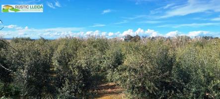 TORRE (DE UNOS 76 M2) CON FINCA DE REGADIO (DE UNOS 15.000 M2). photo 0
