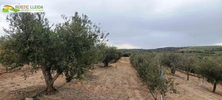 🌾 Finca rústica con olivos y almendros en el Urgell. photo 0