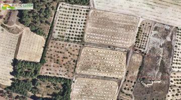 Terreno Urbanizable En venta en Area De Borgues Blanques, Les Borges Blanques photo 0