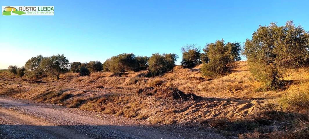 En venta finca rústica de regadío con olivos. photo 0