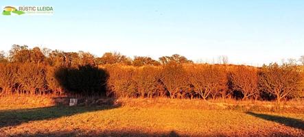 En venta finca rústica de regadío con almendros. photo 0