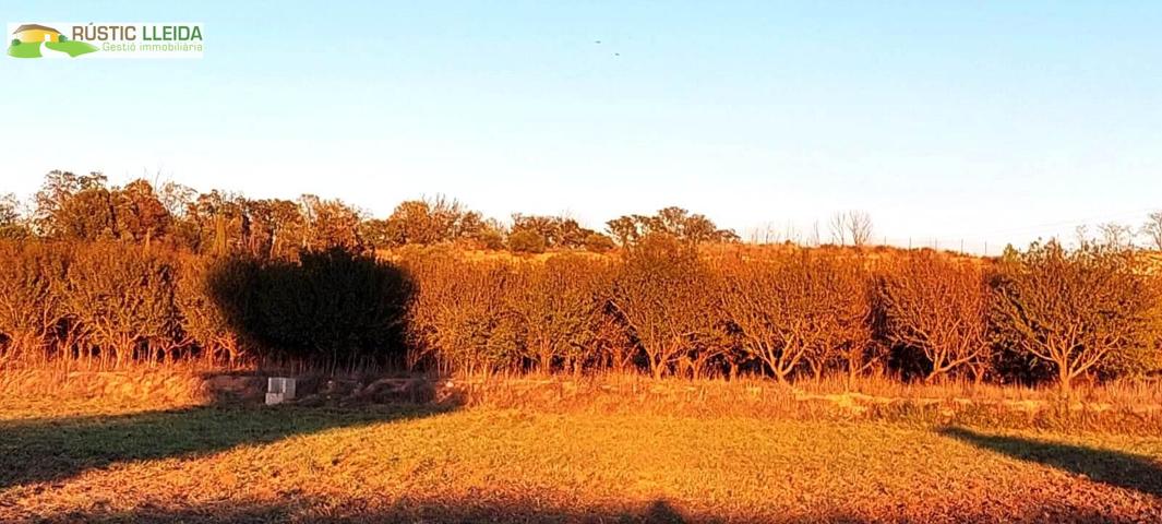 En venta finca rústica de regadío con almendros. photo 0