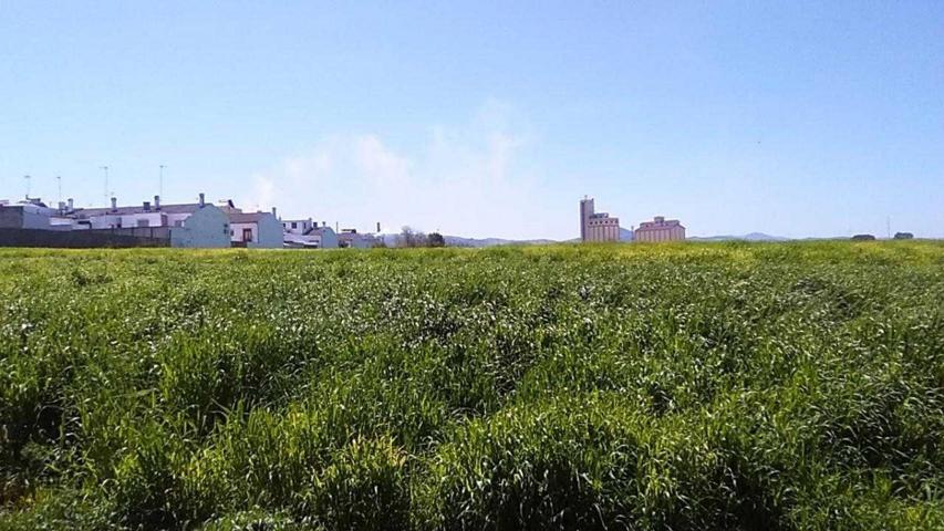 TERRENO EN OSUNA EN POLIGONO GRANADILLO photo 0