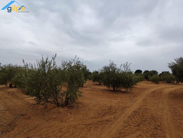 GRAN PARCELA EN EL TERMINO DE ARAHAL- CERCA DE LA HUERTA LAS MONJAS photo 0