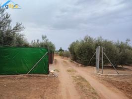 ESTUPENDA PARCELA CERCA DE LA CARRETERA ARAHAL-MORÓN photo 0