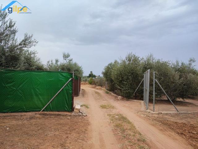 ESTUPENDA PARCELA CERCA DE LA CARRETERA ARAHAL-MORÓN photo 0