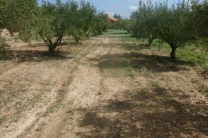 Terreno en Camí Les Boles - Ontinyent photo 0