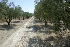 Terreno-Camino la Perdiguera - Ontinyent photo 0