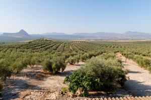 Venta de casa en la zona de Antequera photo 0