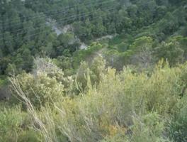 TERRENY EN VENDA AL CASTELL DE CABRERA photo 0