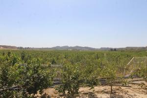 FINCA CON EXPLOTACIÓN AGRÍCOLA photo 0