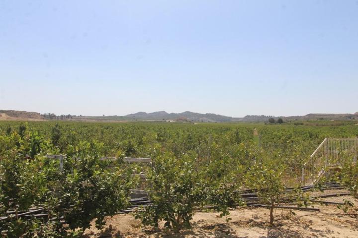 FINCA CON EXPLOTACIÓN AGRÍCOLA photo 0