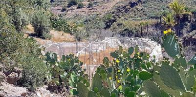 Terreno con olivos, invernadero y cuarto apero con agua y luz en la montaña de San Bartolomé de Tira photo 0