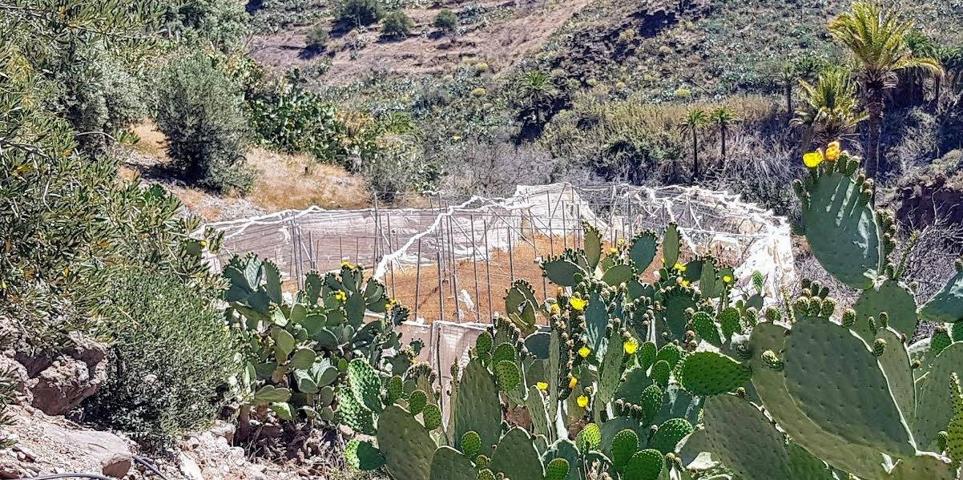 Terreno con olivos, invernadero y cuarto apero con agua y luz en la montaña de San Bartolomé de Tira photo 0