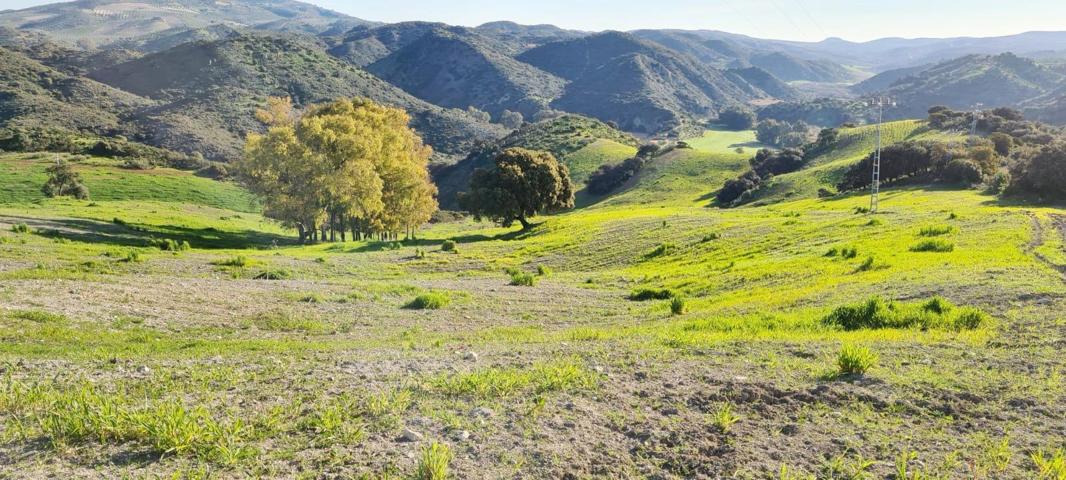 CASA CORTIJO EN FINCA RÚSTICA DE 756 ha CON COTO DE CAZA Y GANADERÍA (SIERRA SUR SEVILLA) photo 0