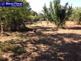 SE VENDE FINCA RUSTICA CON NAVE Y CUADRAS photo 0