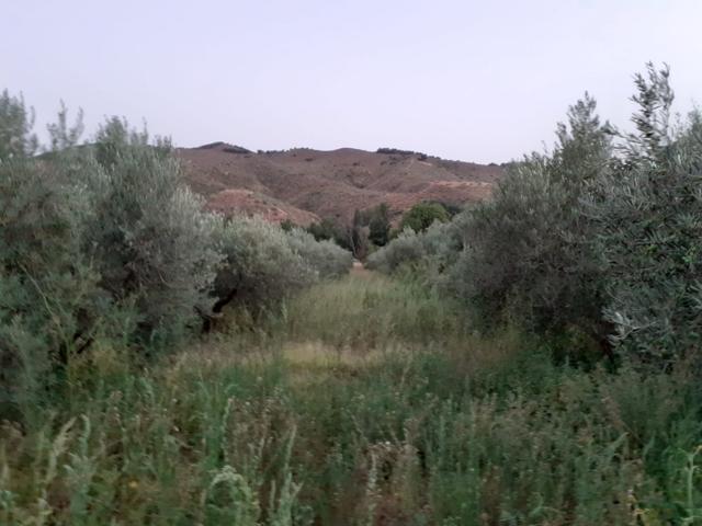 TERRENO AGRARIO EN SERÓN (ALMERÍA). photo 0