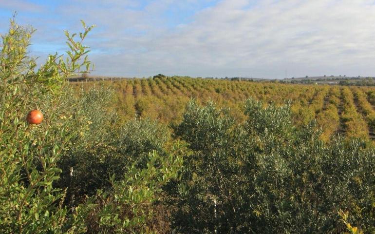 Impresionante Finca Rural de 14 Hectáreas con Explotación Agrícola y Nave Industrial photo 0