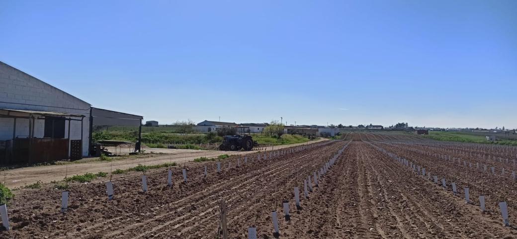 ESTUPENDA FINCA A LA VENTA EN FUENTES DE ANDALUCÍA, PEGADA AL PUEBLO, CON TODOS LOS SERVICIOS. photo 0