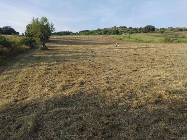 PARCELA RUSTICA EN CAMPO DE 10.000 m2 photo 0