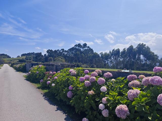 FINCA URBANA EN PIMIANGO photo 0