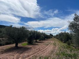 Impresionante finca de 9220 metros con vivienda en Pinoso photo 0
