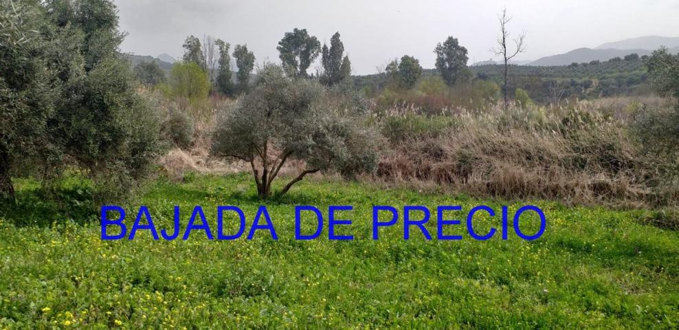 Se vende Parcela en Algodonales photo 0