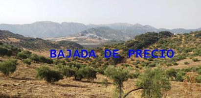 SE VENDE FINCA RUSTICA EN ALGODONALES photo 0