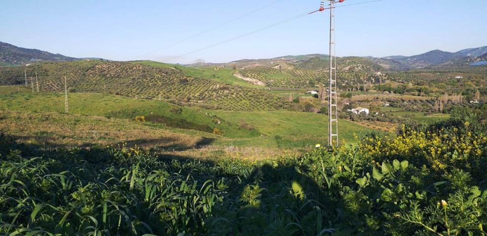 SE VENDE FINCA RUSTICA DE TIERRA DE LABOR EN ZAHARA DE LA SIERRA photo 0